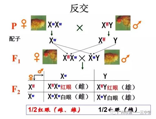 杂交 bUCsm 人类 ssbA：高品质实验试剂，用于多种生物研究